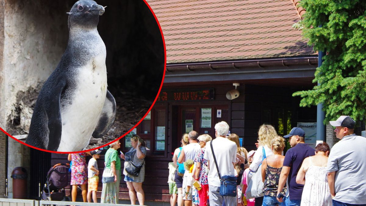 Pingwin Pik-Pok okazał się pingwinką