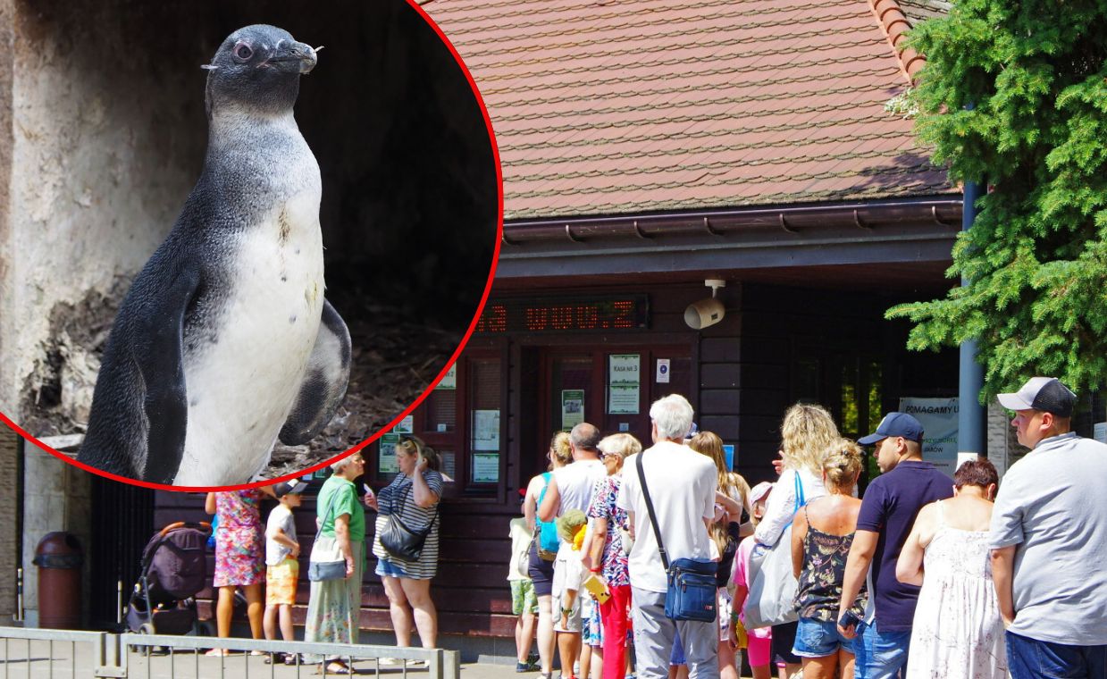 Warszawskie zoo zaliczyło wpadkę. Pingwin okazał się dziewczynką