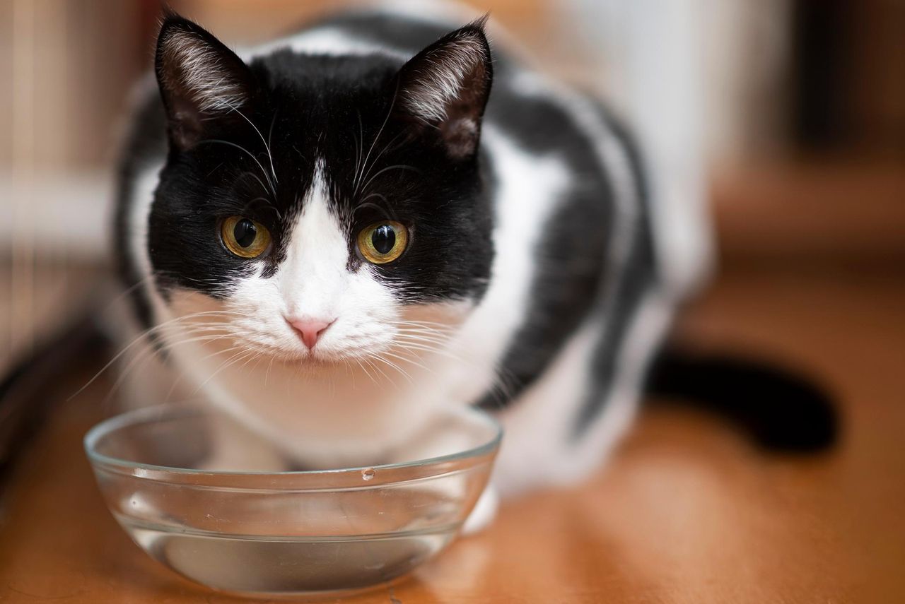 Kot omija miskę z wodą szerokim łukiem? Zrób to, a zacznie pić