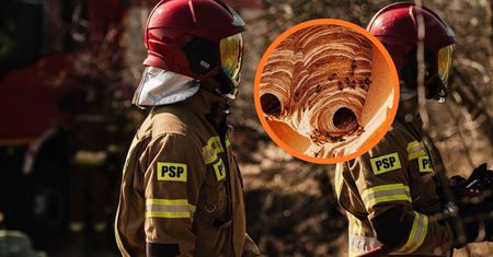 Użądlony strażak zmarł w szpitalu. "Zostało wydane polecenie"