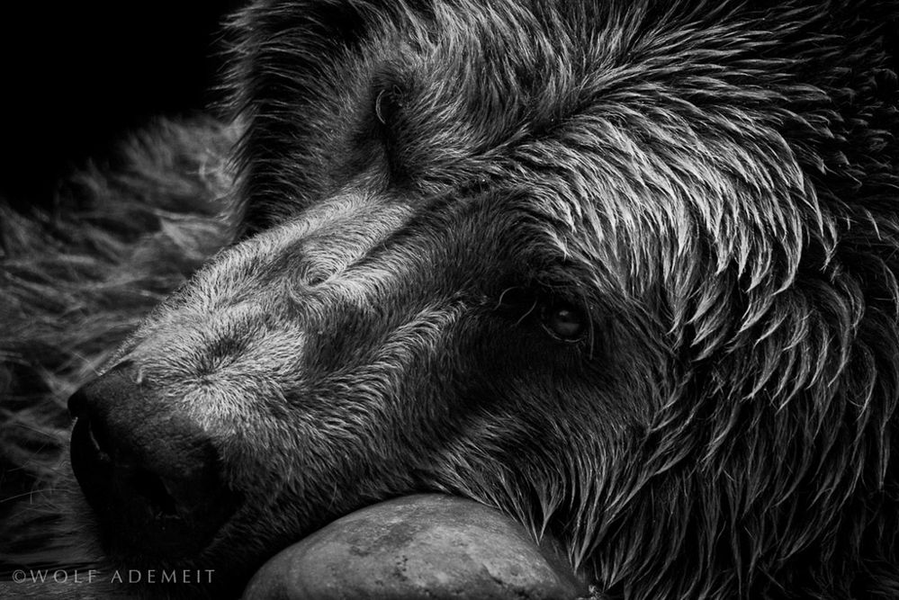 Emocjonalne czarno-białe portrety zwierząt w twórczości Wolfa Ademeita