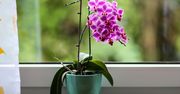 Wymieszaj z wodą i podlej. Storczyk będzie kwitł jak szalony