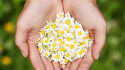 Napar z rumianku i jego dobroczynny wpływ na skórę