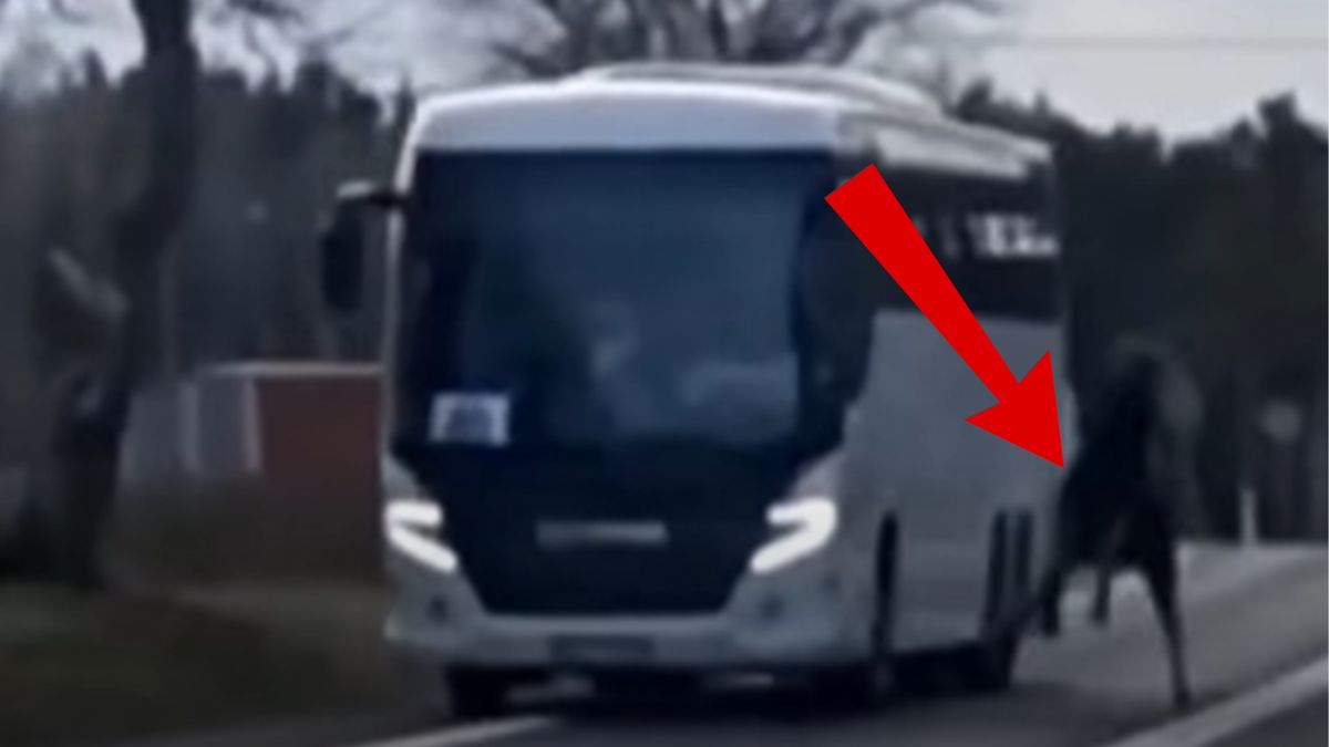 Łoś uderzył w tył autobusu