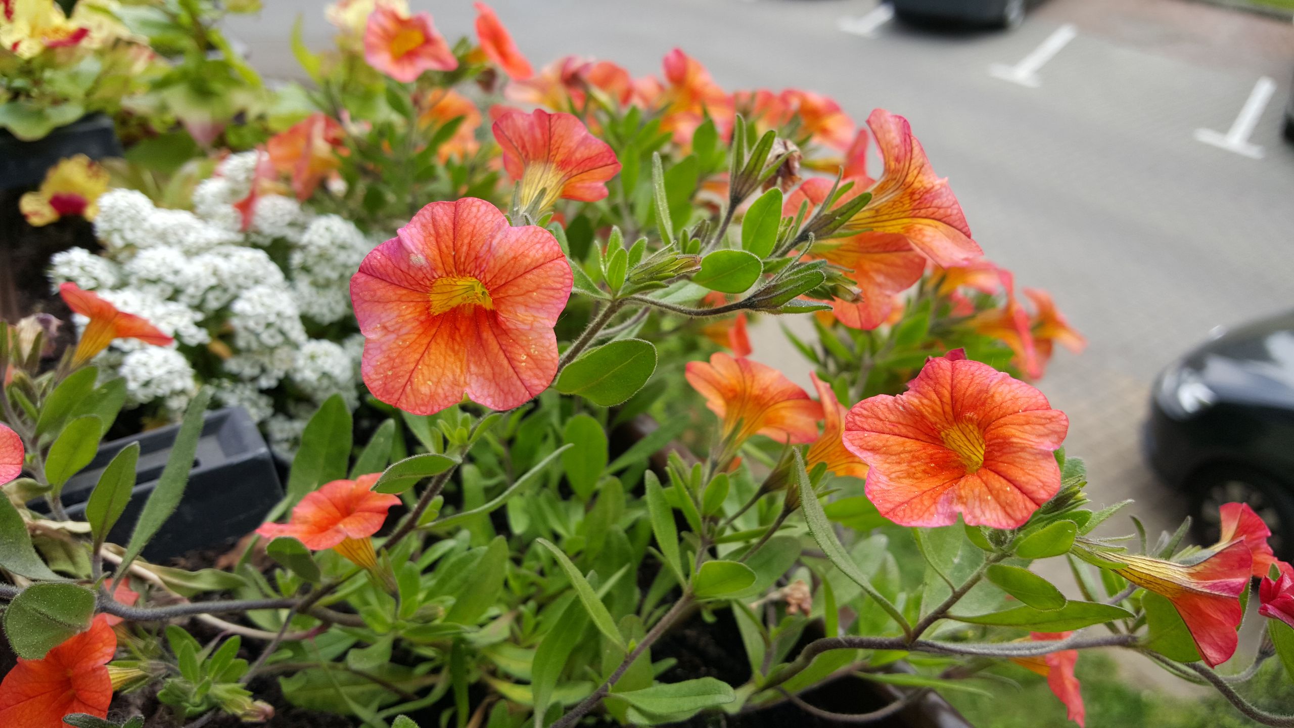 Samsung Galaxy S6 – test fotograficzny 84