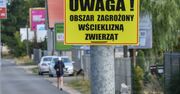 Lubelszczyzna: Ósmy przypadek wścieklizny. Znaleziono zakażoną kunę
