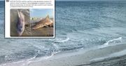Belgia. Dziesiątki martwych rekinów na plaży w Koksijde