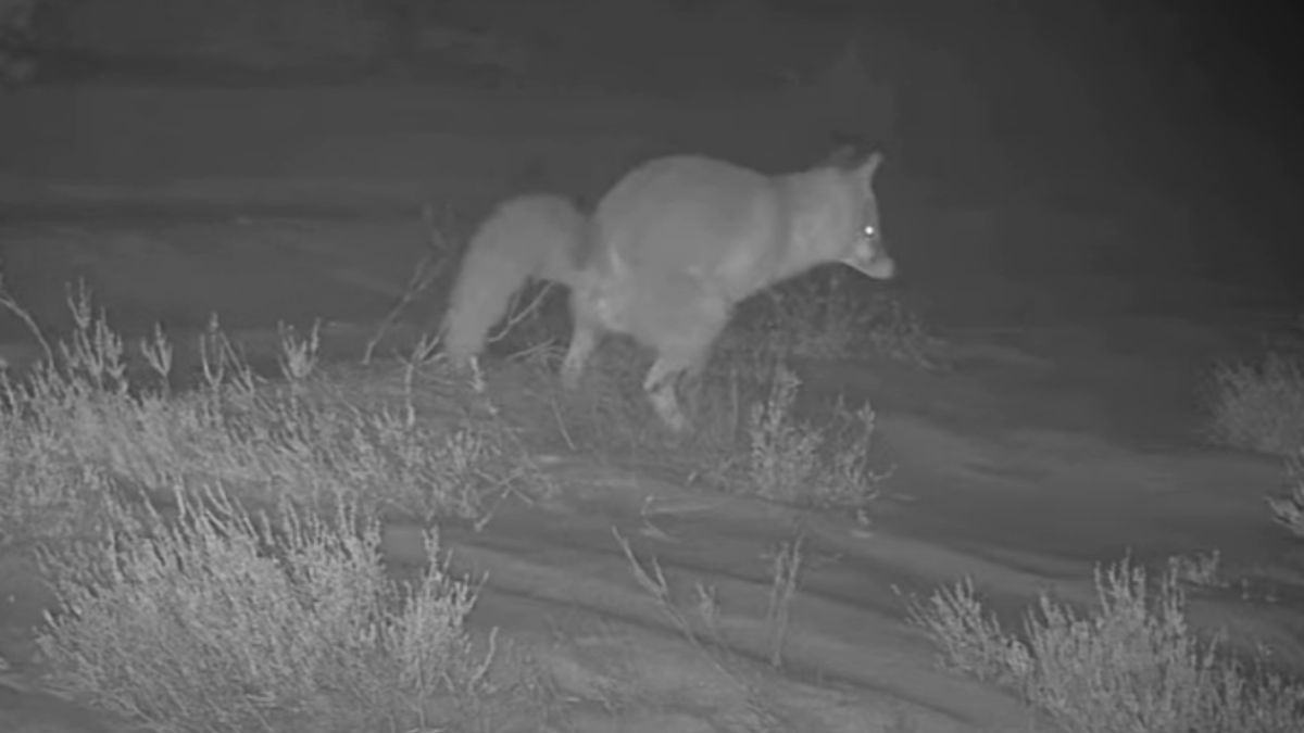 Wilk tarzał się w odchodach lisa.