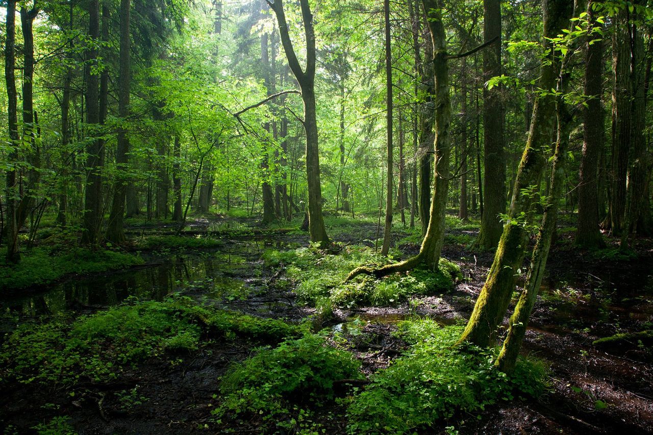 Koronawirus w Polsce pozytywnie wpłynął na lasy. Ministerstwo Środowiska komentuje