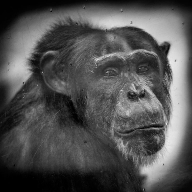Przejmujące i pełne emocji portrety małp zamkniętych w ogrodach zoologicznych 20