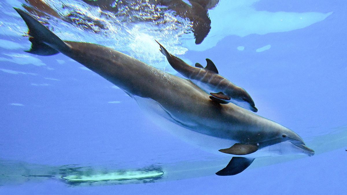  Nie żyje delfin urodzony w zoo Brookfield w Chicago