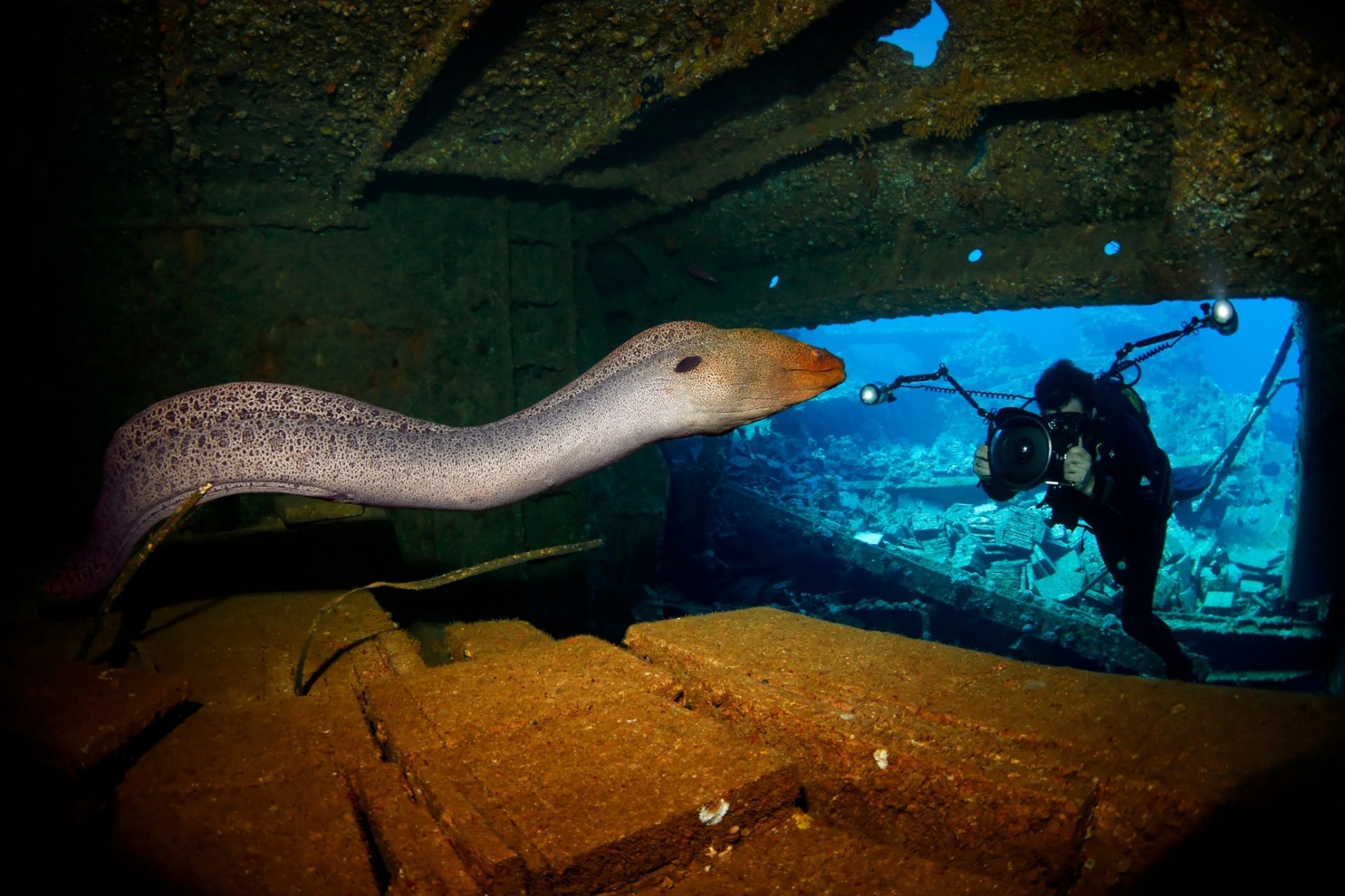 Underwater Photographer of the Year 2015 - najlepsze fotografie wykonane pod wodą 13