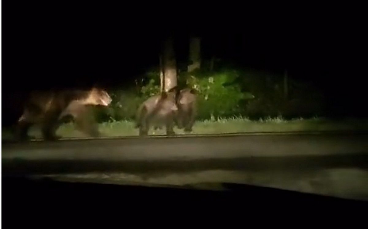 Pokazali wideo z lasu. "Nie zawsze są tak dobroduszne jak w kreskówkach"