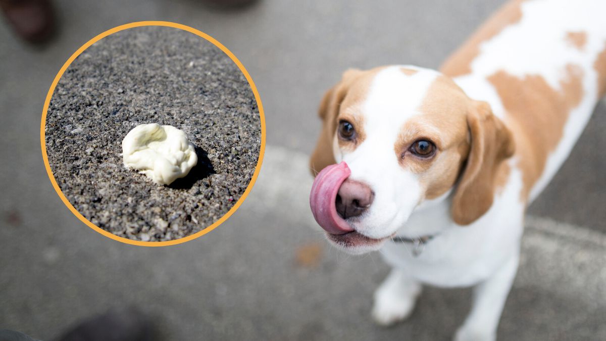 Guma do żucia może bardzo zaszkodzić psu.