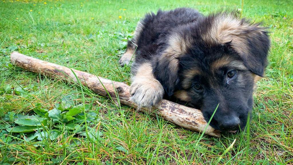 szczeniak pies owczarek niemiecki