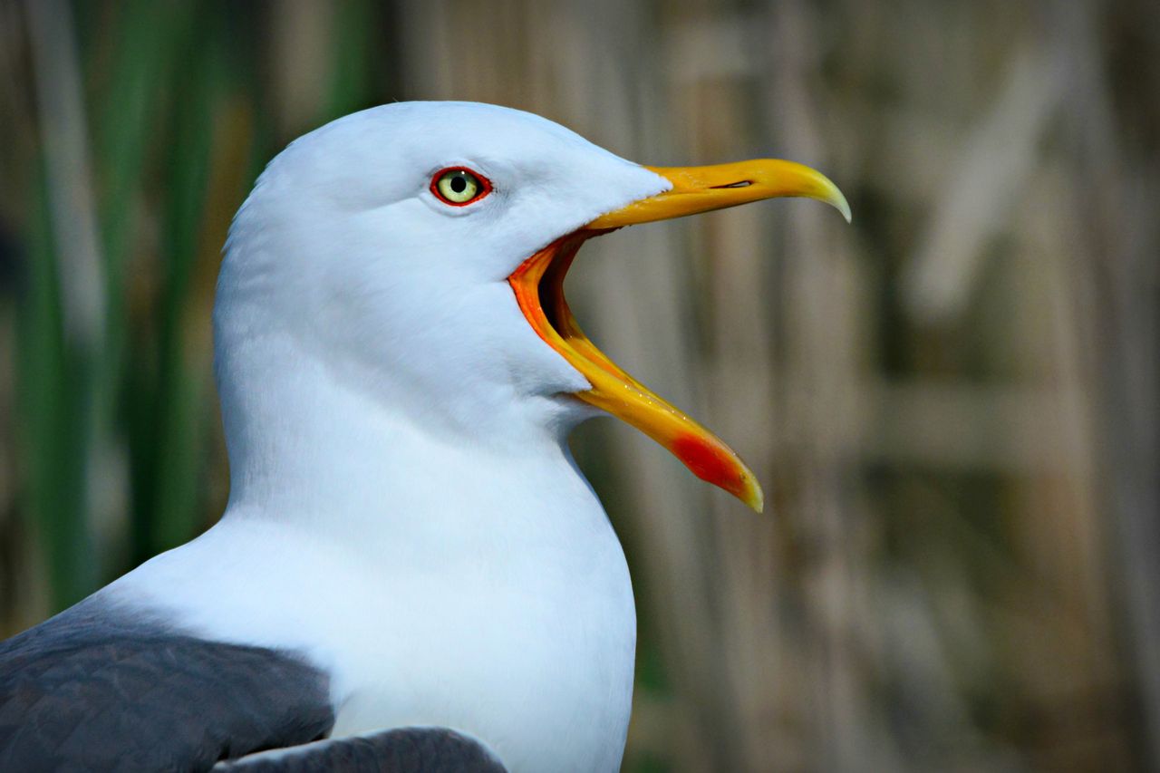 Kamery i SI pomagają odkrywać zwyczaje ptaków morskich