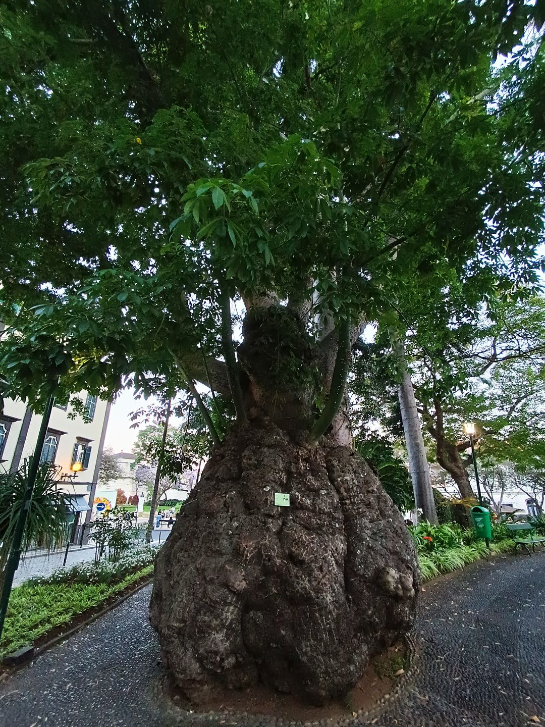 Funchal: Na każdym kroku tysiące kwiatów i roślin