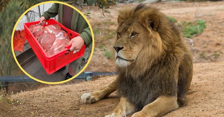 Zoo szuka opiekuna dla lwów. Oto wymagania i zarobki na stanowisku