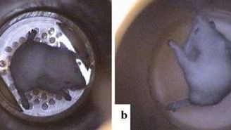 Super magnesy od NASA sprawiają, że myszy lewitują 1