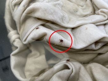 Wylęgarnia kleszczy w domu. Tam najczęściej składają jaja
