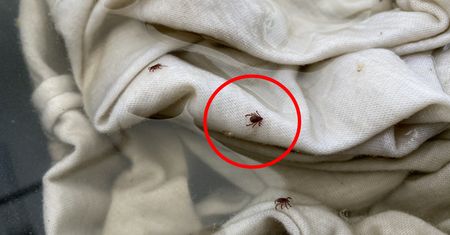 Wylęgarnia kleszczy w domu. Tam najczęściej składają jaja