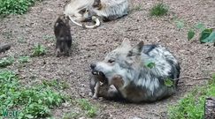 Basior z małymi. Nagranie z legowiska wilków meksykańskich