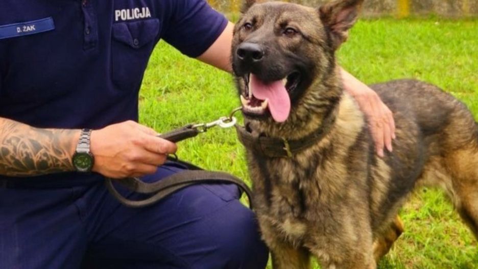 Borys to nowy policyjny pies w niżańskiej komendzie.