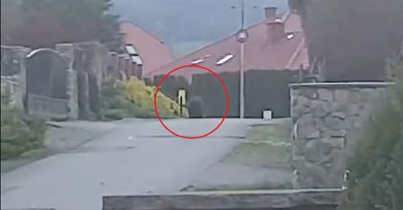 Niedźwiedź grasuje po wsi na Podkarpaciu. Nagranie krąży w sieci