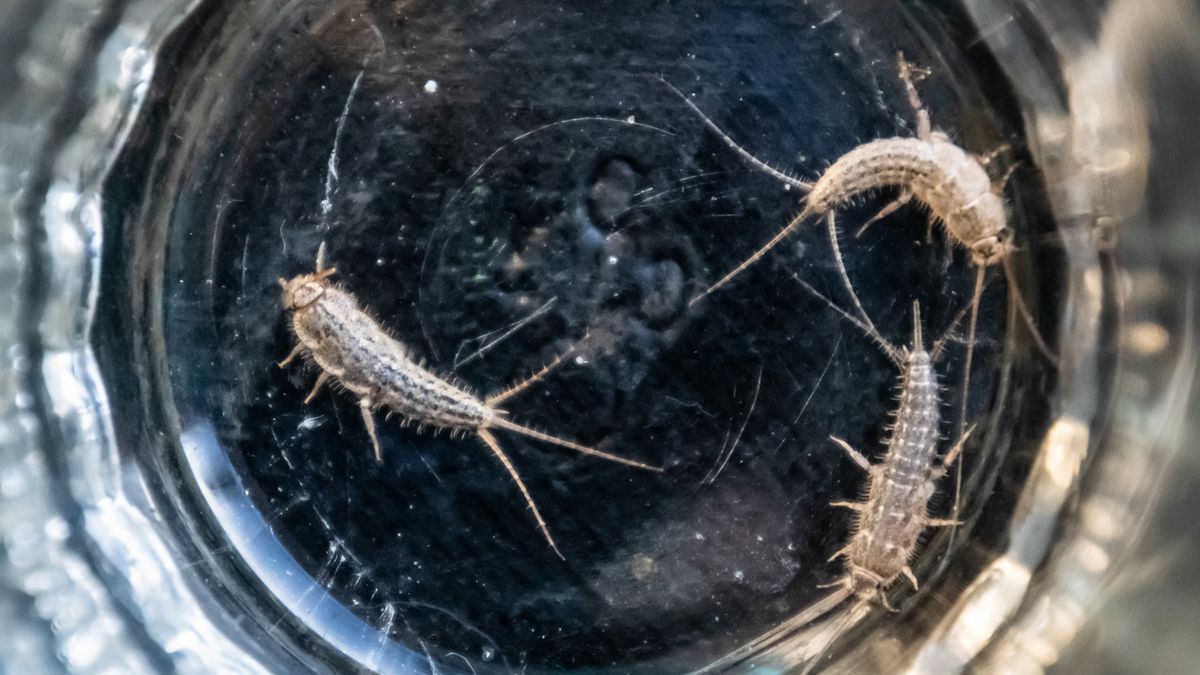 Rybiki zazwyczaj osiedlają się kuchniach i łazienkach