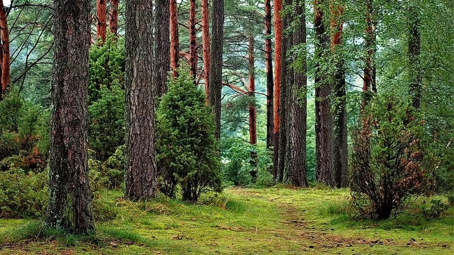 Będąc w Borach Tucholskich warto porzucić samochód i poruszać się pieszo, rowerem lub kajakiem