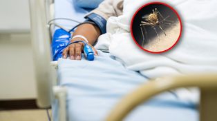 Chikungunya coraz bardziej nam zagraża? "Ekspansja choroby na północ to tylko kwestia czasu"