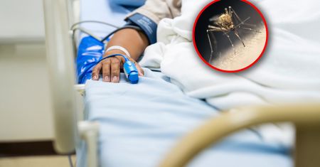 Chikungunya coraz bardziej nam zagraża? "Ekspansja choroby na północ to tylko kwestia czasu"