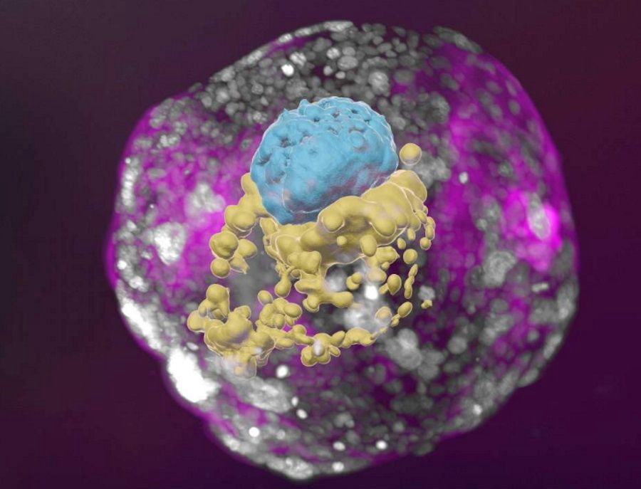 Naukowcy tworzą modele ludzkich embrionów z komórek macierzystych