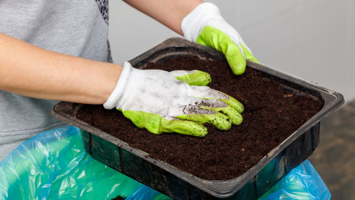 Jakie kwiaty wysiać w styczniu?