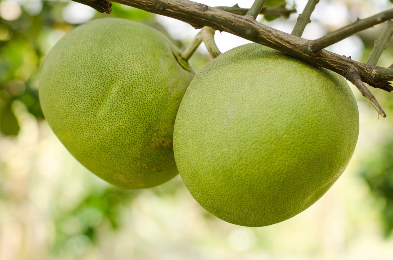 Dlaczego warto jeść zielone grejpfruty? (WIDEO)