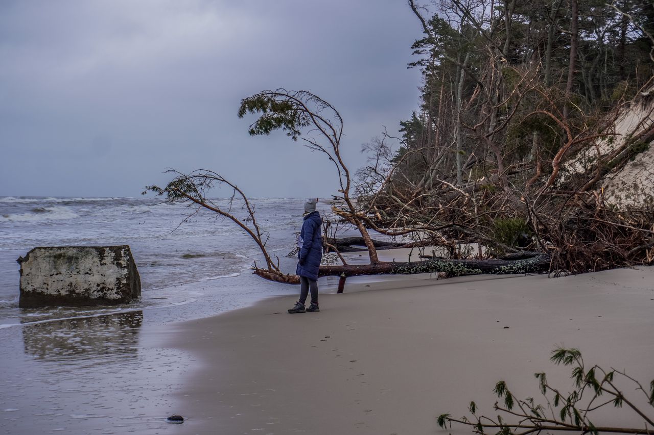 The coast of the Baltic Sea is being destroyed by a winter storm, with fallen cliffs and uprooted trees visible in Oslonino, Poland, on January 13, 2024. (Photo by Michal Fludra/NurPhoto via Getty Images)