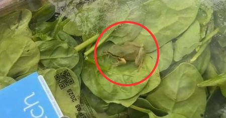 Odkrycie w paczce szpinaku. "Nowe znaczenie słowa organiczny"