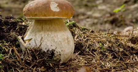 Grzybobranie. 20 strażaków ruszyło na pomoc grzybiarzowi
