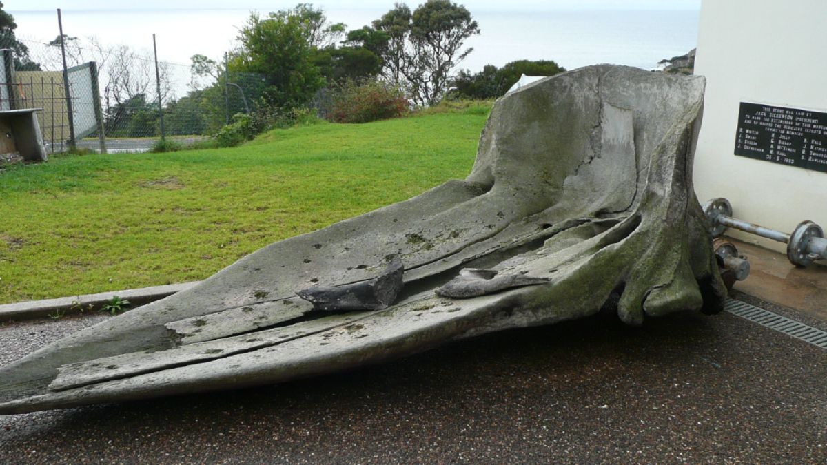 Szok w Australii. Złodzieje ukradli ten eksponat. 