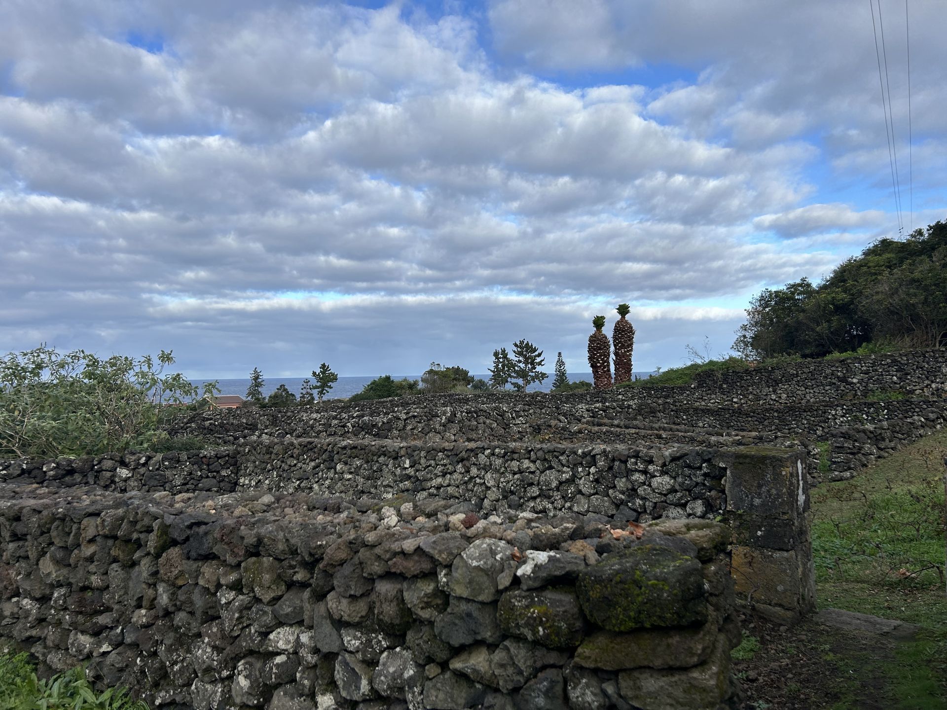 Wino na Azorach uprawiane jest w niesprzyjających warunkach