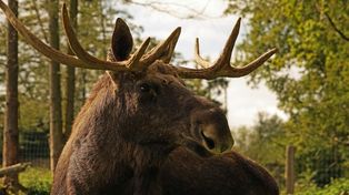 Po Poznaniu spacerował łoś. Był widziany m.in. na Starym Rynku