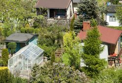 Ponad 100 tys. zł za skrawek zieleni w mieście. Ogródki działkowe idą jak woda