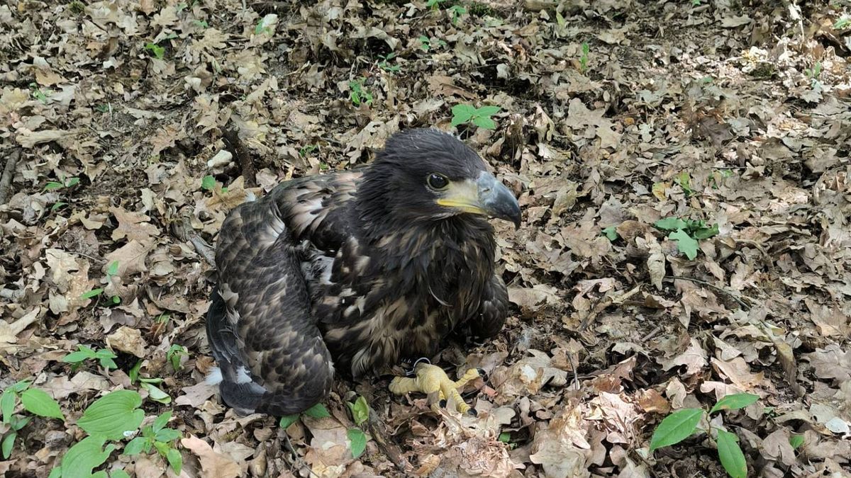 Trwa znakowanie piskląt bielików. Gatunek znajduje się pod ścisłą ochroną