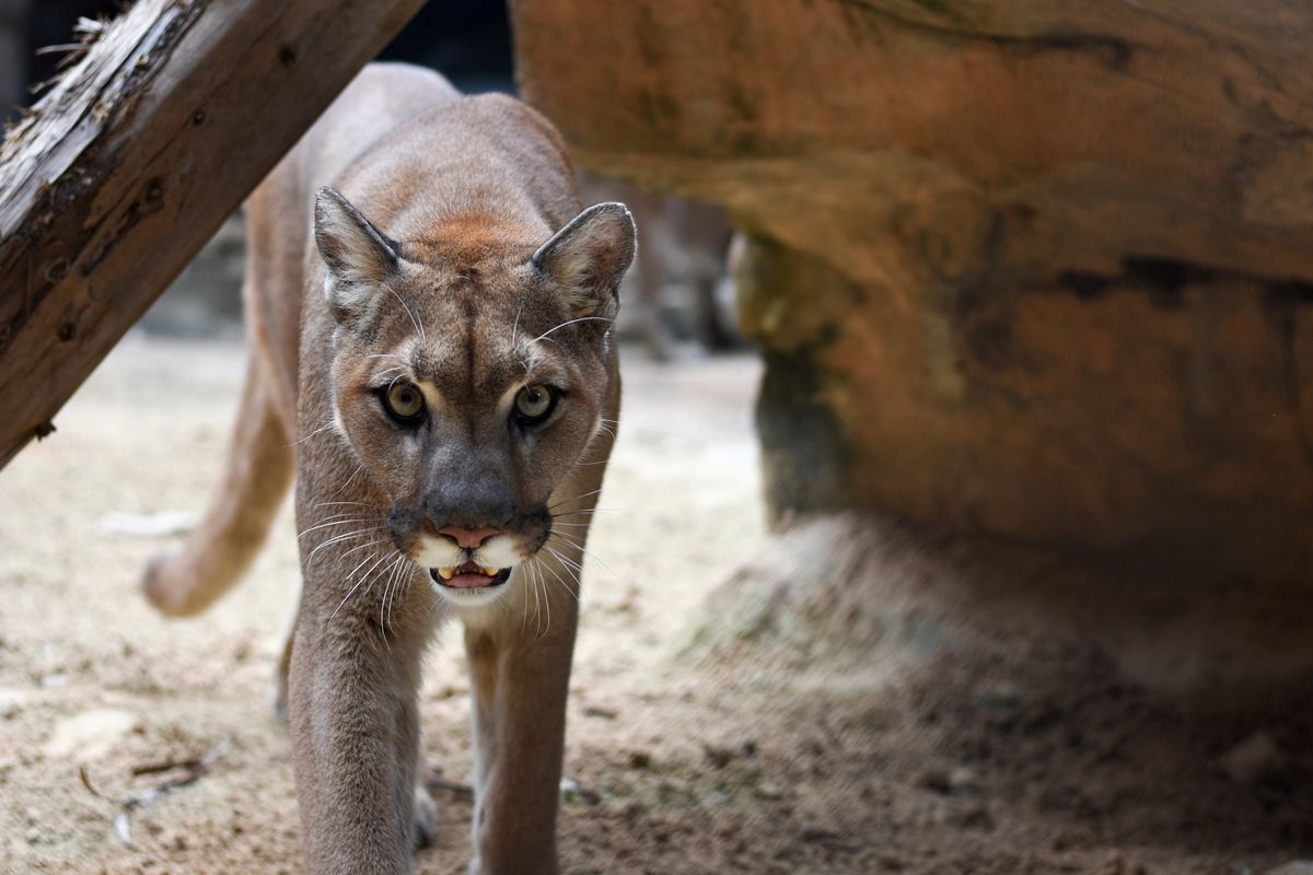 Puma rzuciła się na 5-latka w USA 