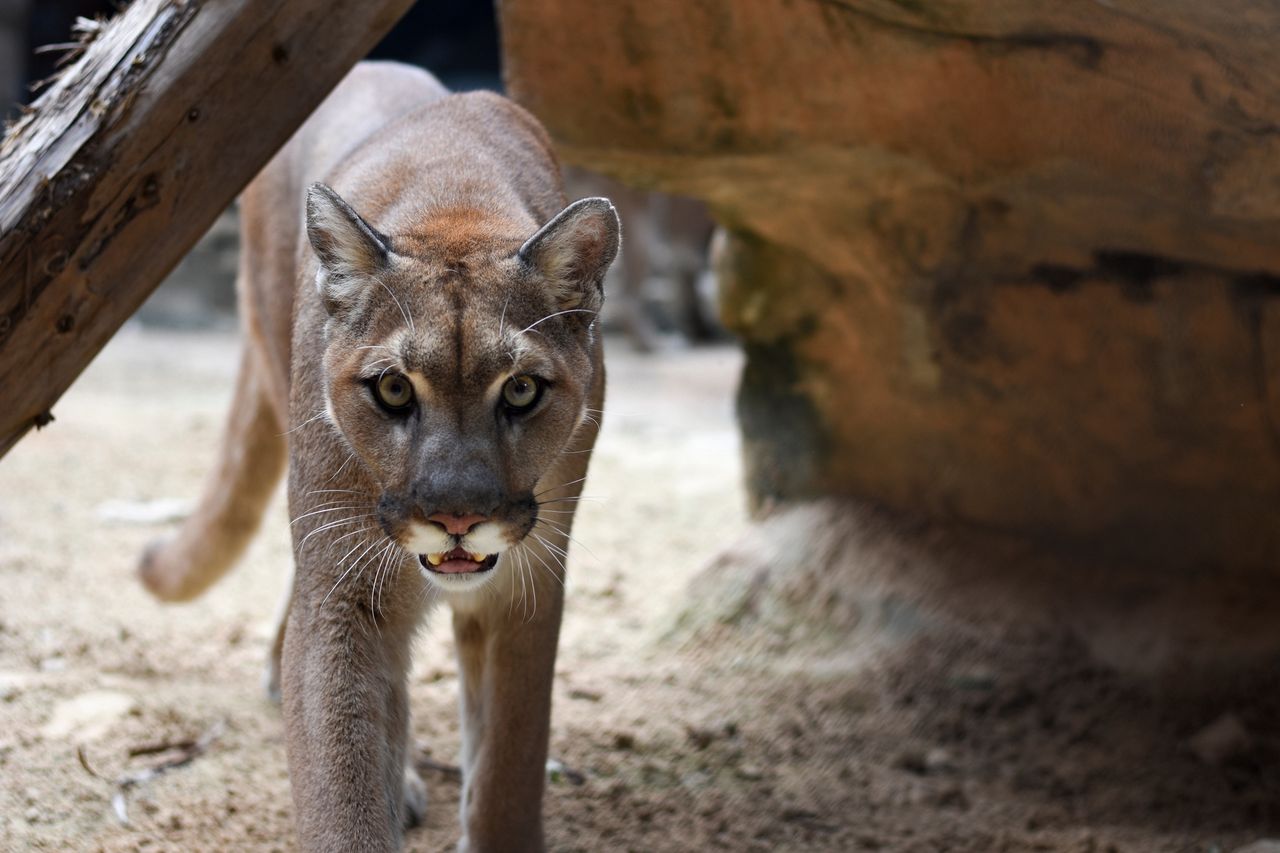 USA. Puma rzuciła się na 5-latka. Matka zaczęła z nią walczyć gołymi rękami