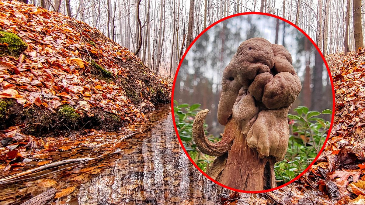 Grzyb wzbudził ogromne zainteresowanie