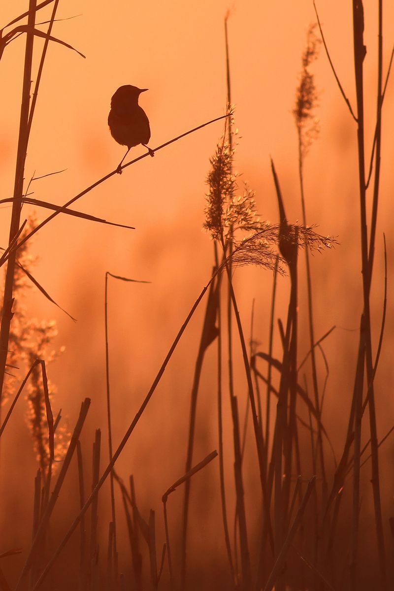 © Piotr Górny / 2. miejsce w kat. Natura / Chromatic Awards 2019