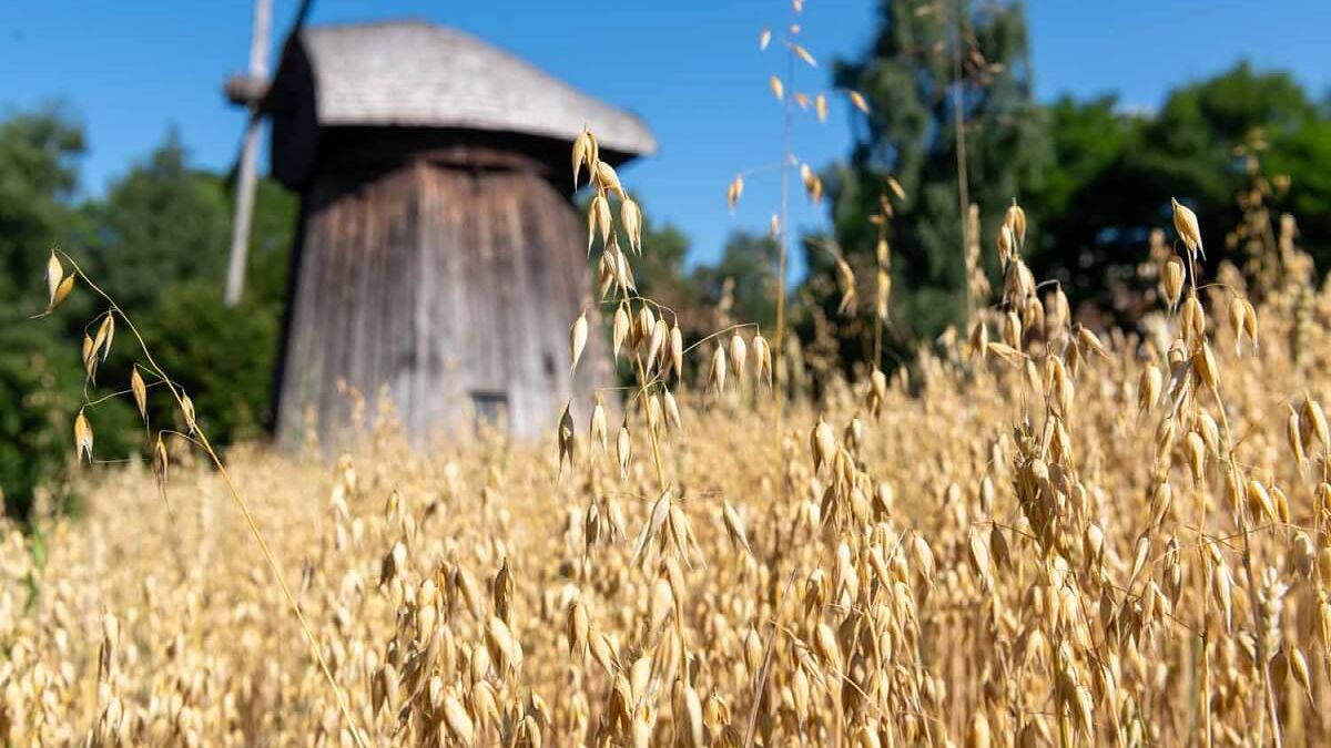 Żyto przy wiatraku z Zygmuntowa