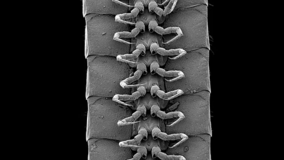 Nieznany nauce stwór odkryty w jaskin 