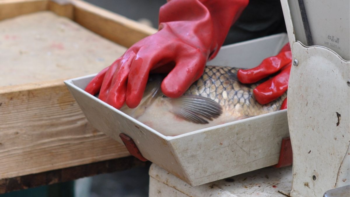 Ile trzeba będzie zapłacić za karpia w 2024 roku? 